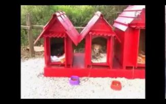 Comissão discute proteção a animais comunitários
