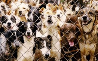 Suipa tem conta desbloqueada e OAB Rio pede por mais apoio para abrigos