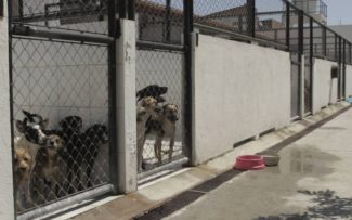 Prefeitura doará medicamentos para Suipa