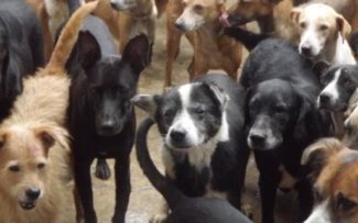 Suipa, Abrigos e Sepda