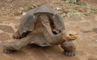 Quelônios: Perpetuação da espécie