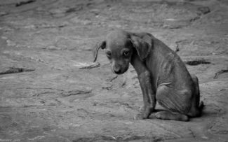 A maldição do abandono