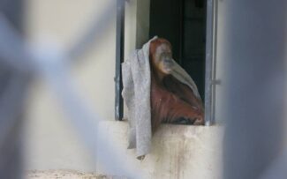 A luta continua pelo Zoo