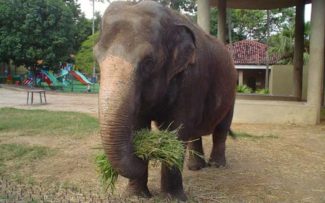 OAB derruba liminar e salva muitas vidas no Zoológico do RJ