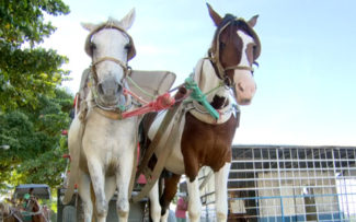 Rio: Ilha de Paquetá troca charretes usadas no turismo por modernos carrinhos elétricos
