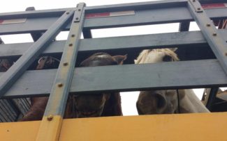 Comissão da OAB anuncia retirada de charretes em Paquetá