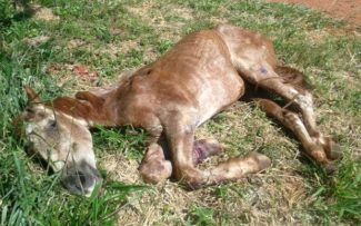 Comissão da OAB anuncia retirada de charretes em Paquetá