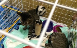 Tijuca recebe palestras e feirinha de adoção animal