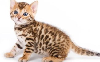 Seminário esclarece causa de micose que pode afetar animais e humanos