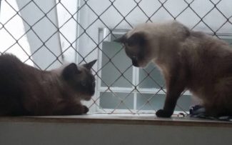 Animais e condomínios