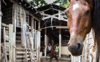 Paquetá sem charretes