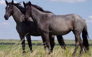 Los caballos interpretan la expresión facial de los humanos