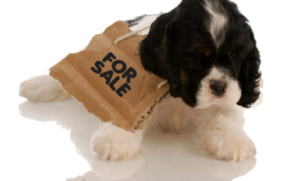 Rio faz varredura em pet shops contra venda de animais