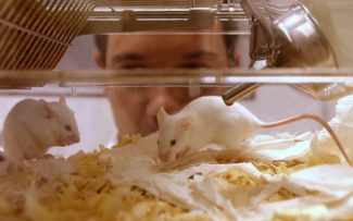 Empresa aérea veta transporte de animais de pesquisa