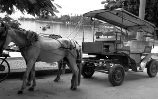 OAB anuncia o fim das charretes de Paquetá