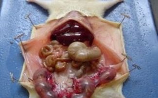 OAB anuncia fim das repressões nas salas de aula