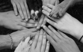 Polícia Civil do Rio lança curso sobre direitos dos animais em parceria com a OAB