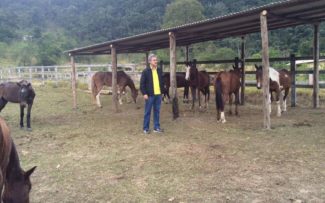 Cavalos de Paquetá no Santuário