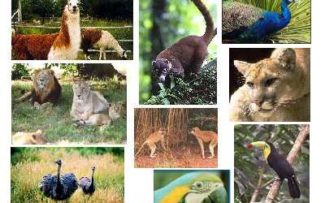 Futuro do zoológico do Rio será definido em audiência nesta quinta
