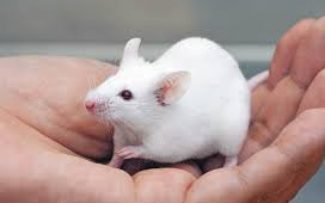 Utilização de animais em estudos e pesquisas será debatida na OAB/RJ