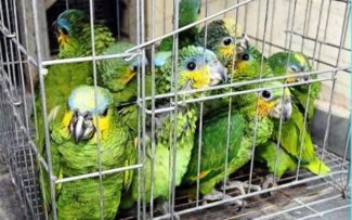 Tráfico de animais silvestres