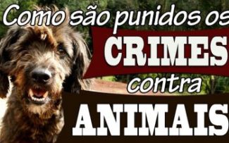 Crimes contra animais: comissão quer julgamentos nas varas criminais