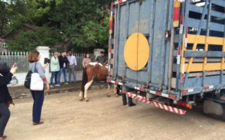 Paquetá: membros da CPDA/OAB acompanham a retirada dos cavalos