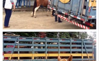 Fim da tração animal em Paquetá