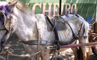 OAB anuncia fim da exploração animal em charretes em Paquetá, no RJ