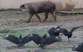 Zoológico: Embargo do Ibama foi devido a problemas como grades desgastadas e animais magros e feridos