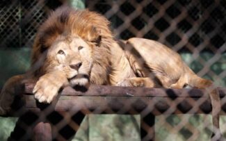Edital para gestão do Zoológico do Rio: polêmica