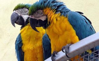 Aves são inteligentes