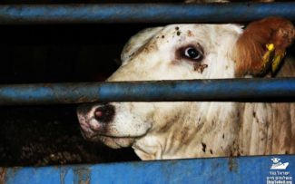 PRESIDENTE DA COMISSÃO DOS ANIMAIS DA OAB-RJ QUER O FIM DO TRANSPORTE DE GADO EM PÉ