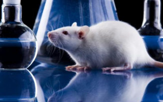 omissão quer derrubar veto de Pezão ao projeto de lei que proíbe usar animais em testes de cosméticos no Estado do Rio