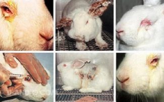 Juíza defende projeto de lei que proíbe uso de animais em testes de produtos de beleza e limpeza