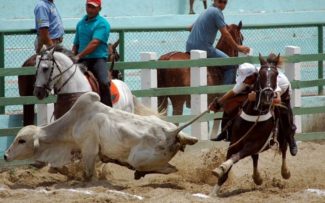 Ministério Público e OAB se unem contra vaquejadas e rodeios no RJ