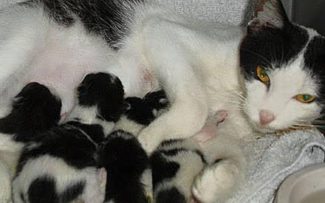 Ação inédita da OAB/RJ obriga PM, Bombeiros e Defesa Civil a ajudar Protetores