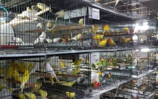 Contra venda de animais