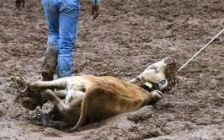 Nem Rodeio nem Vaquejada