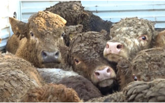 Comissão denuncia maus tratos no processo de exportação de gado