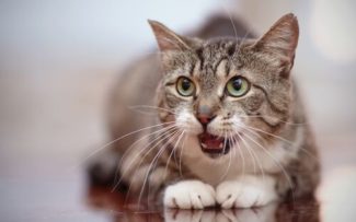Ação da OAB/RJ paralisa obra e salva dezenas de gatos no Maracanã
