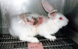 Lei proíbe uso de animais para testes de produtos cosméticos