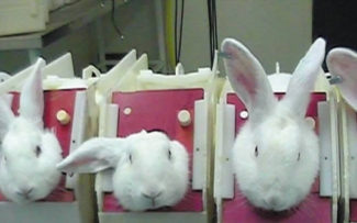 O fim dos testes com animais no Estado do Rio de Janeiro.