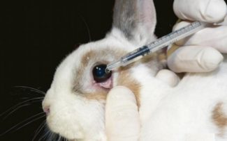 Não queremos testes em animais