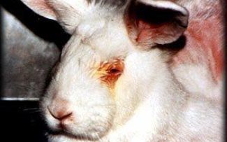 Juíza comemora derrubada de veto a projeto que usa animais para teste de produtos cosméticos no RJ