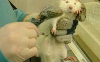 Lei proíbe uso de animais para testes de produtos cosméticos