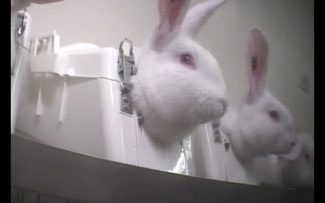 LEI PROÍBE USO DE ANIMAIS PARA TESTES DE PRODUTOS COSMÉTICOS