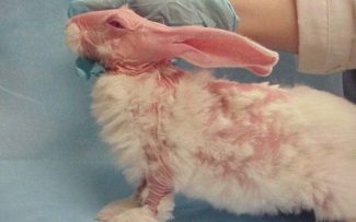 Lei proíbe testes em animais