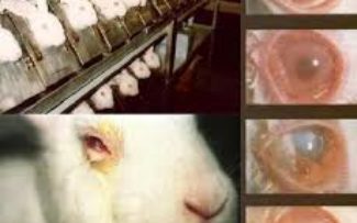 Lei proíbe uso de animais para testes de produtos cosméticos