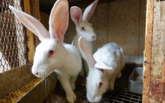 Comissão quer proibição de testes em animais no RJ